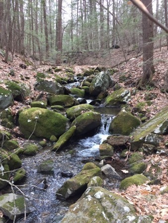 117 Webber Road Whately, MA 01039 - Photo 29 of 30 a view of a forest with trees