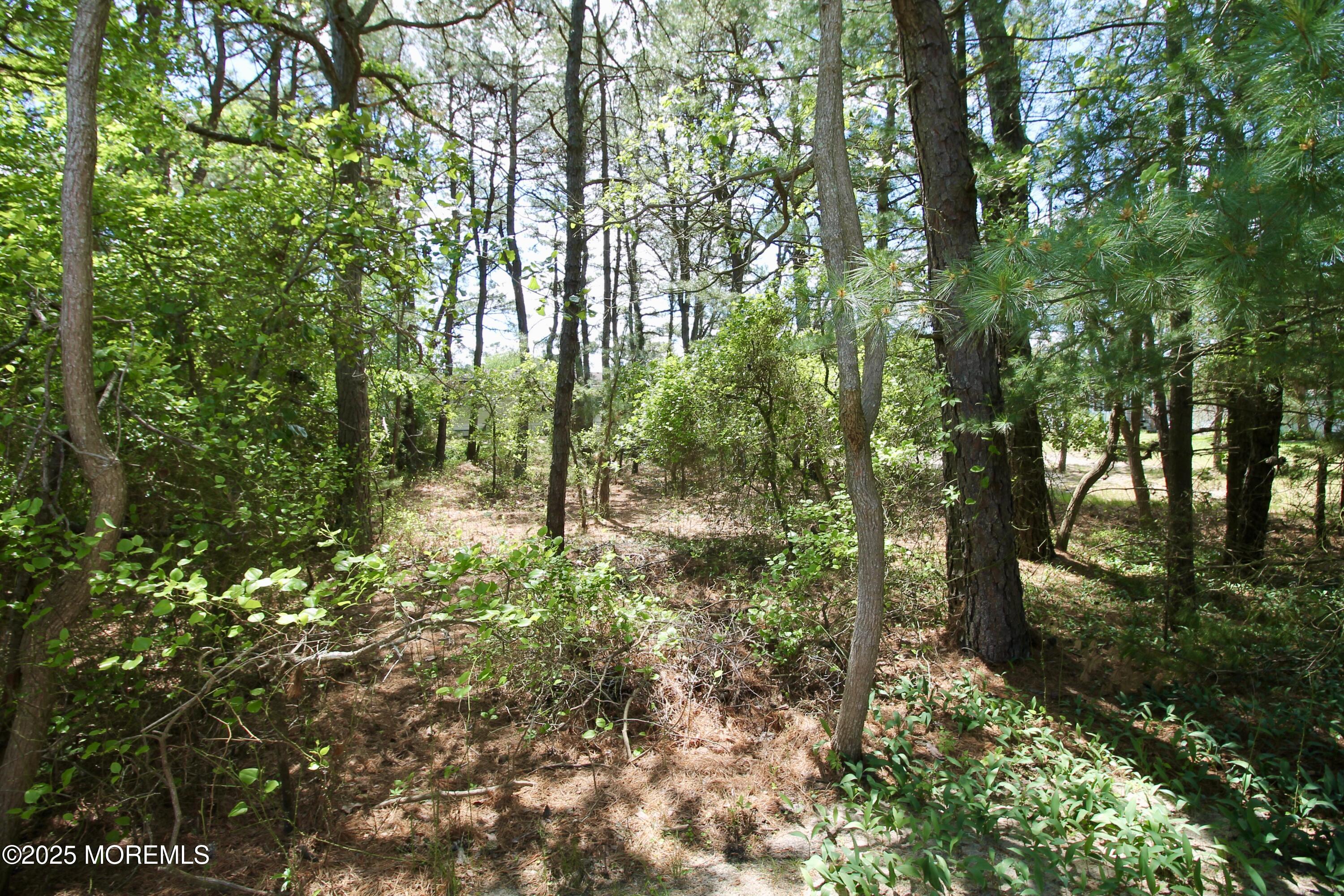 41 Eagle Drive Whiting, NJ 08759 - Photo 31 of 31 a view of forest