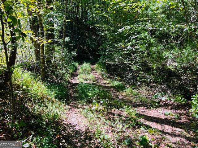 4 Maxwell Mountain Road Ellijay, GA 30540 - Photo 3 of 14 a view of a garden with plants