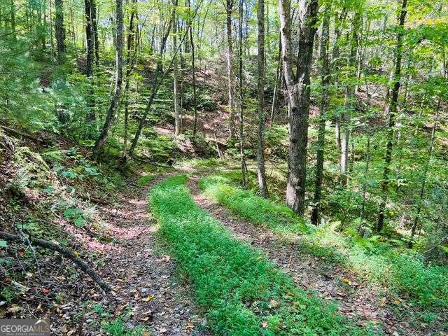 4 Maxwell Mountain Road Ellijay, GA 30540 - Photo 4 of 14 a view of a garden