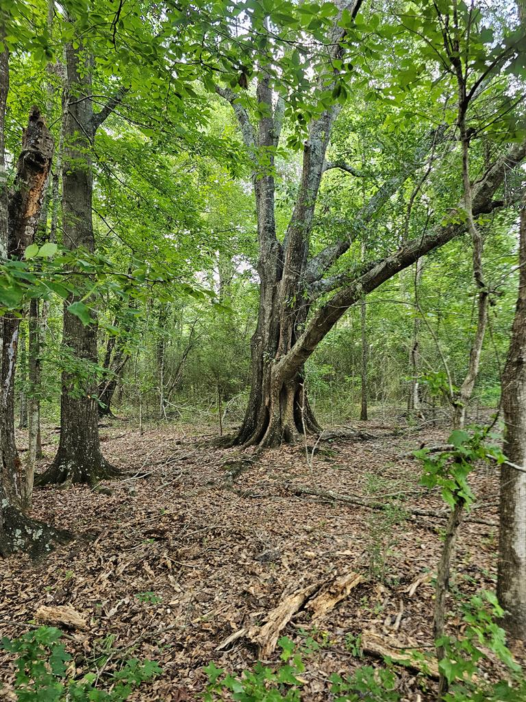 L5 New Hinson Road Slocomb, AL 36375 - Photo 17 of 23