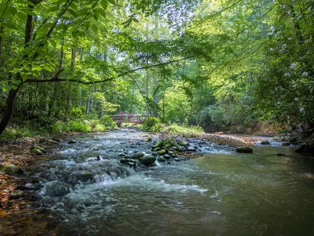 a view of a field with lots of trees