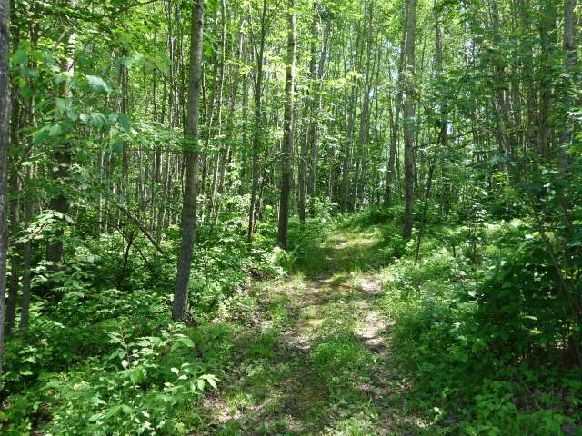 Lot 1 Mud Lake Road Tomahawk, WI 54487 - Photo 7 of 8 Gallery Image 7