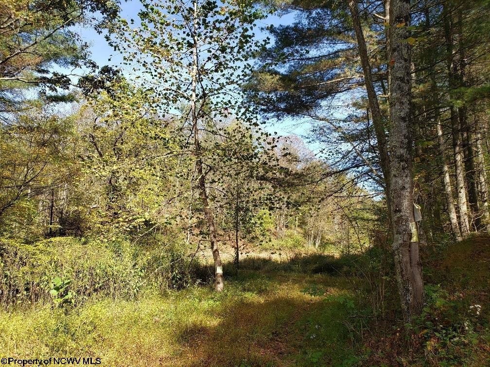 100 Steve Rosier Road Parsons, WV 26287 - Photo 5 of 21 Gallery Image 5