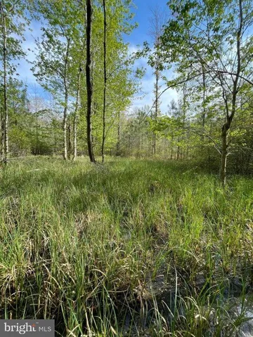 a view of a lush green forest