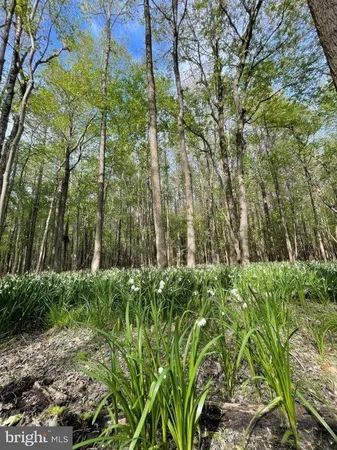 a view of a garden