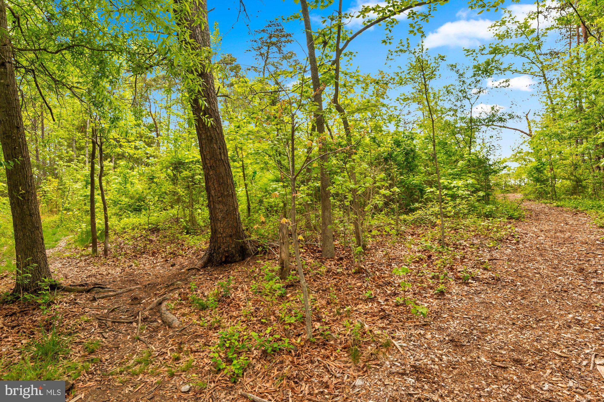 505 Brewerton Lane Edgewater, MD 21037 - Photo 71 of 78 a view of a yard with large trees