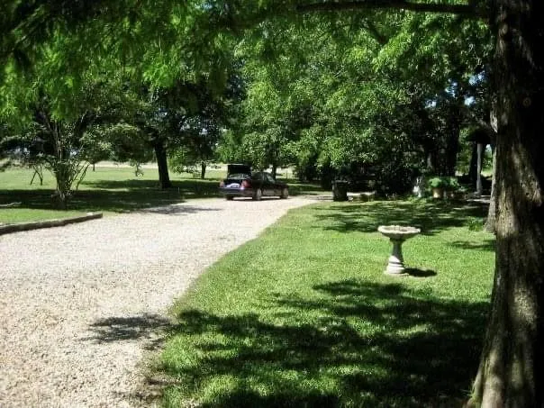 a view of a park with large trees