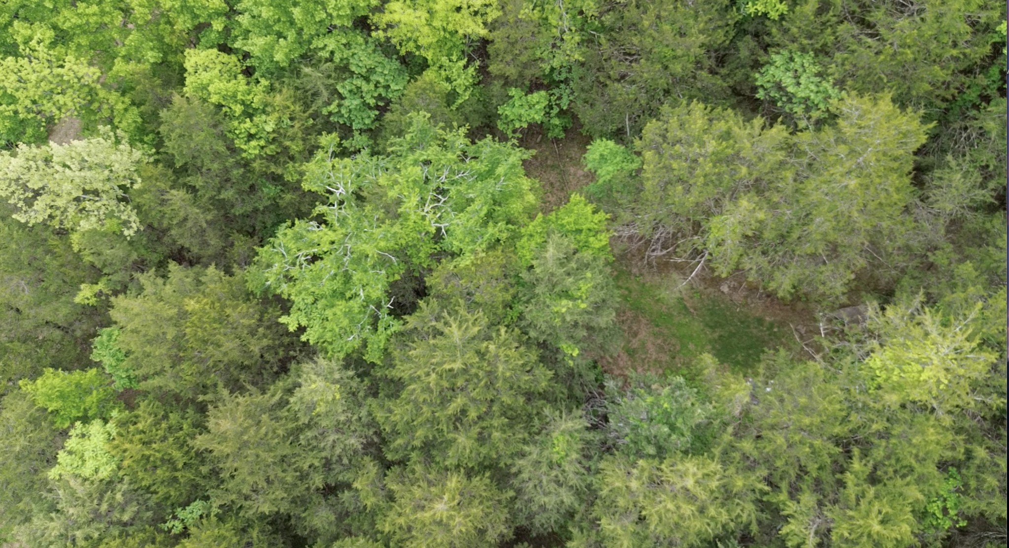 0 Hackett Hollow Road Pleasant Shade, TN 37145 - Photo 8 of 11