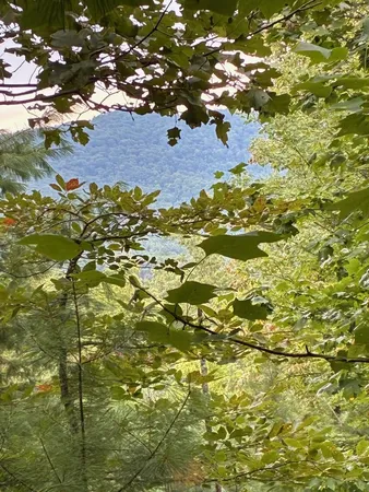 a view of a tree