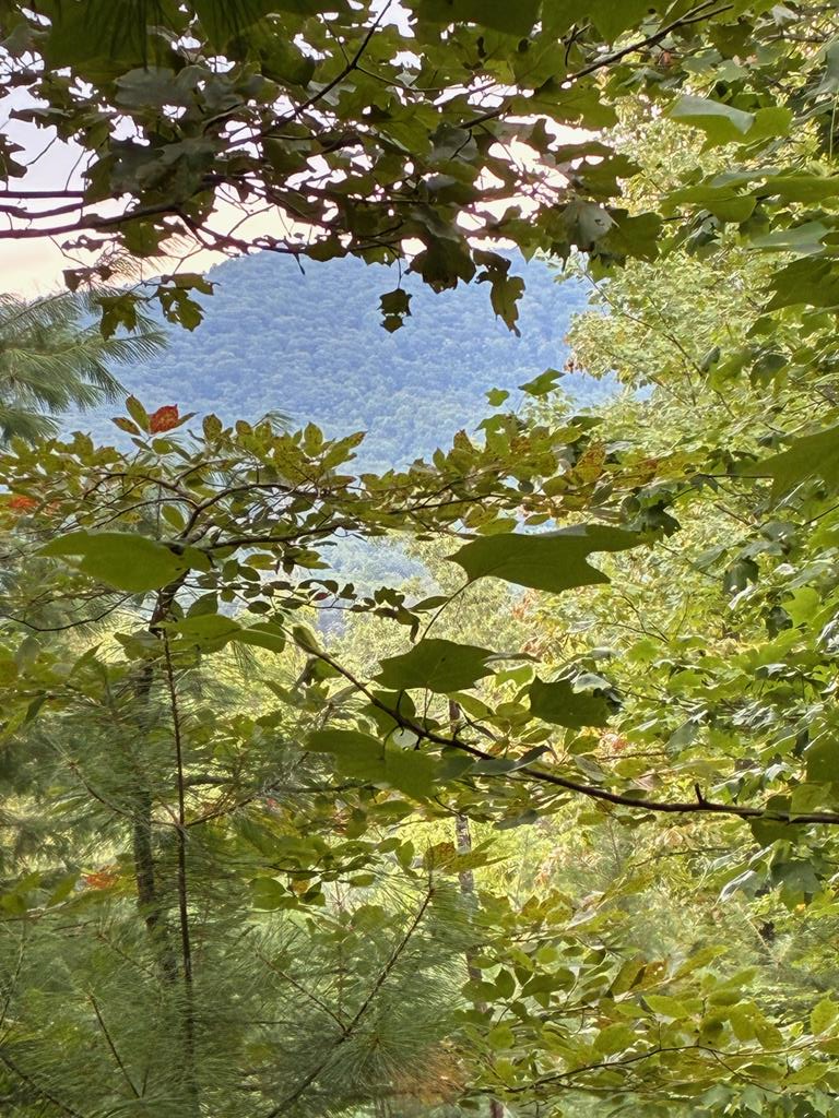 50 Pickelsimer Road Morganton, GA 30560 - Photo 1 of 14 a view of a tree