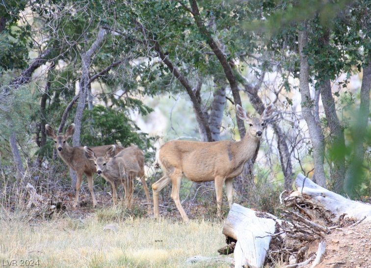 Lee Canyon Road Mount Charleston, NV 89124 - Photo 46 of 54 Mt. Charleston area - wildlife.