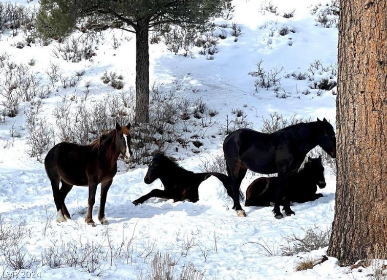 Lee Canyon Road Mount Charleston, NV 89124 - Photo 47 of 54 Mt. Charleston area - wildlife.