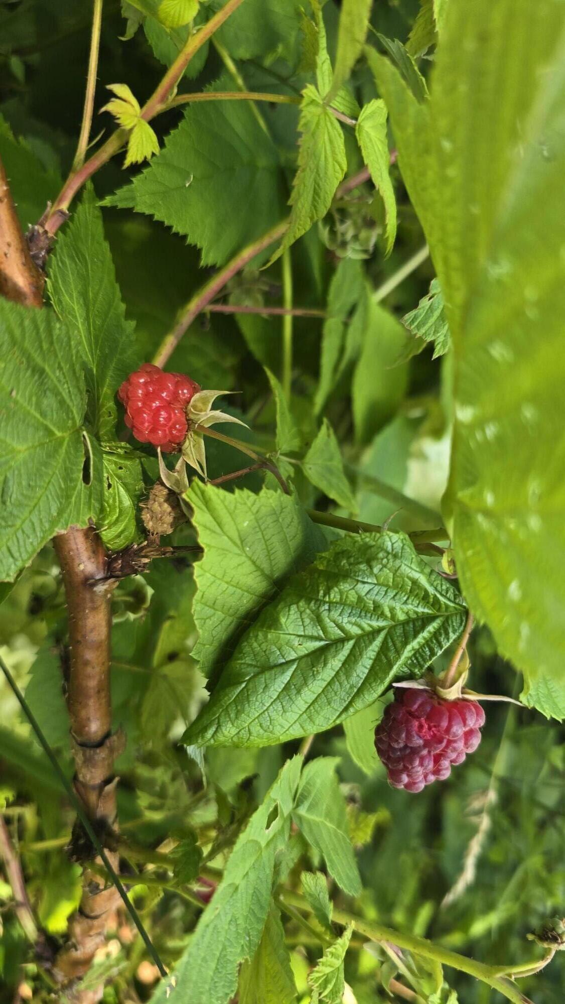27 Mountain View Road Leeds, ME 04263 - Photo 57 of 105 Raspberry Bushes