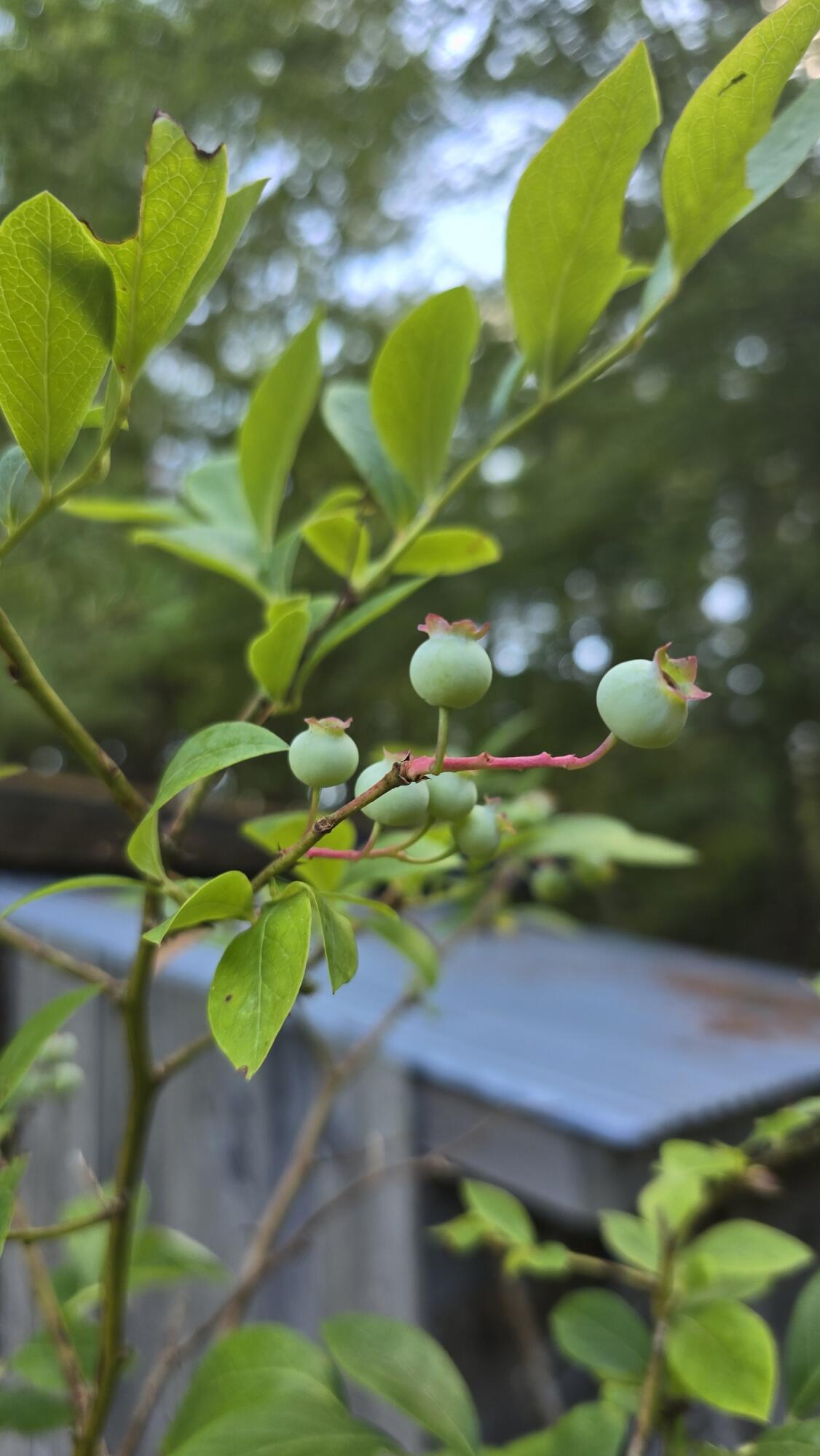 27 Mountain View Road Leeds, ME 04263 - Photo 58 of 105 Blueberry Bushes