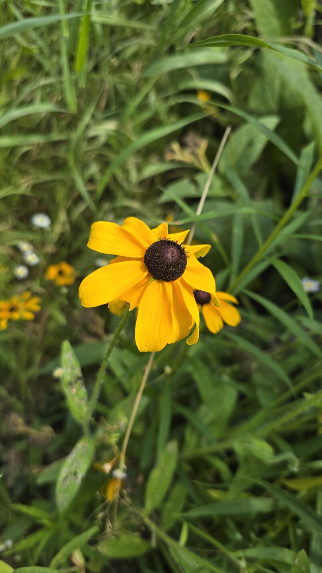 27 Mountain View Road Leeds, ME 04263 - Photo 59 of 105 Flowers