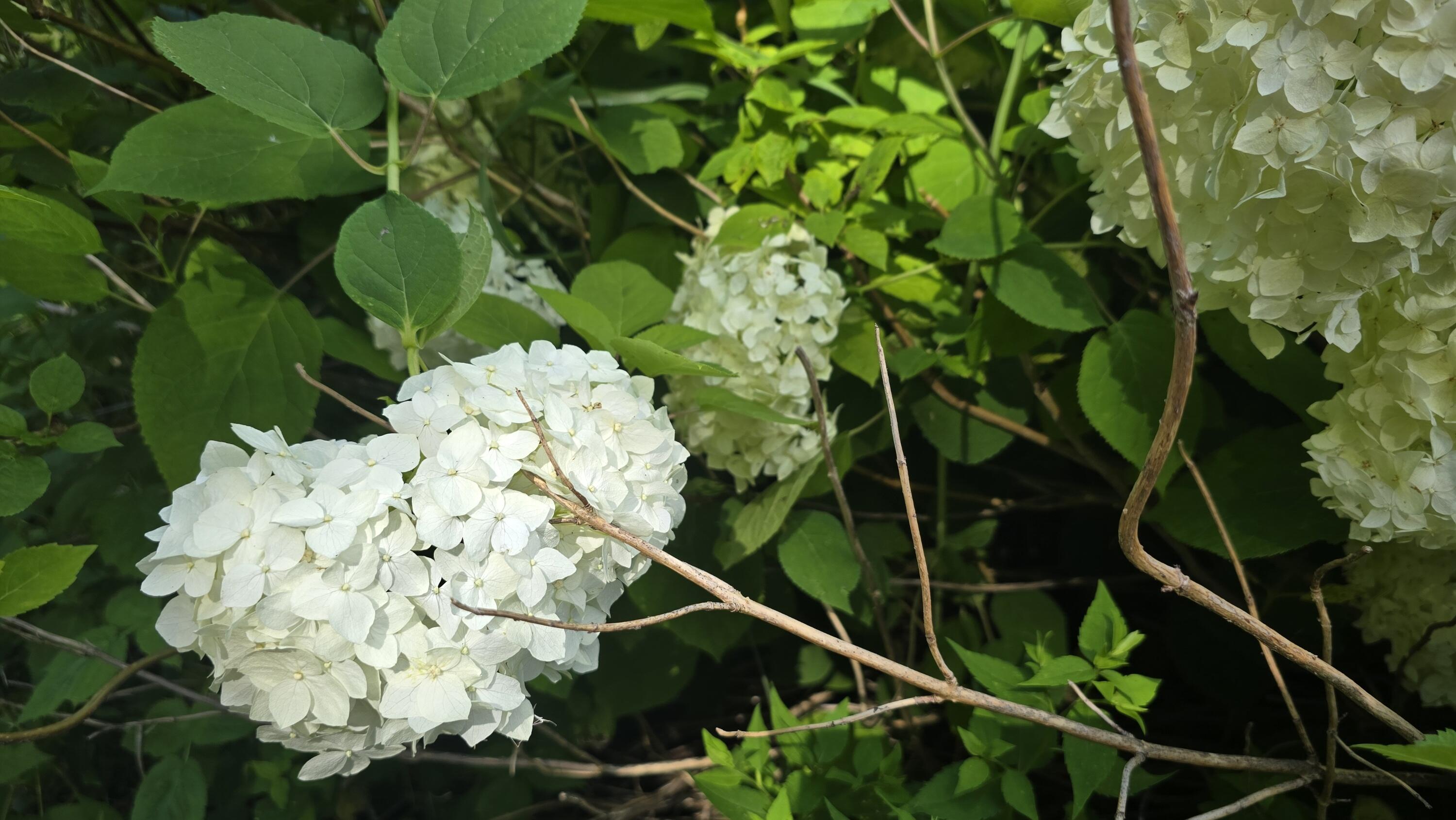 27 Mountain View Road Leeds, ME 04263 - Photo 60 of 105 Hydrangea