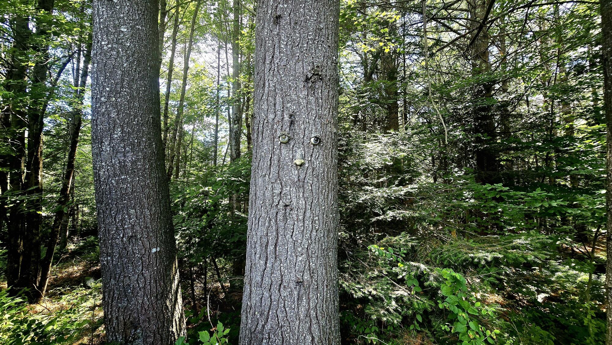 27 Mountain View Road Leeds, ME 04263 - Photo 72 of 107 Woods