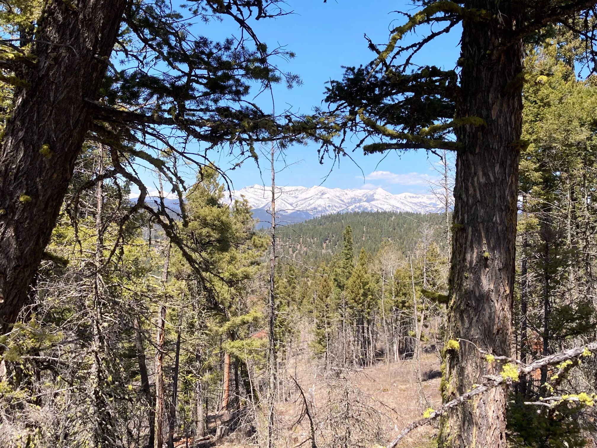3595 Bear Gulch Road Lincoln, MT 59639 - Photo 1 of 57 Gallery Image 1