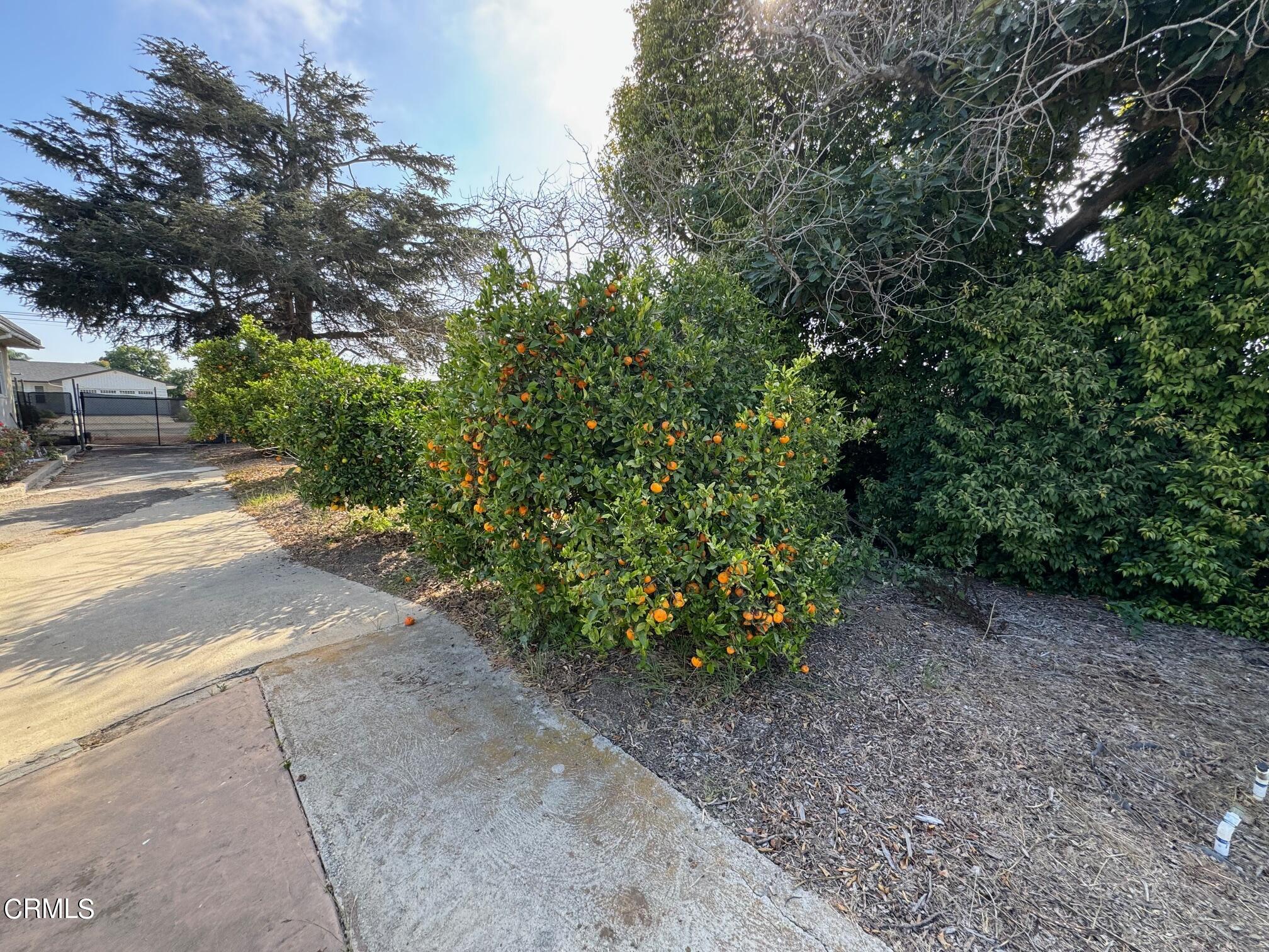 284 East Collins Street Oxnard, CA 93036 - Photo 14 of 18 a view of a yard with plants and trees