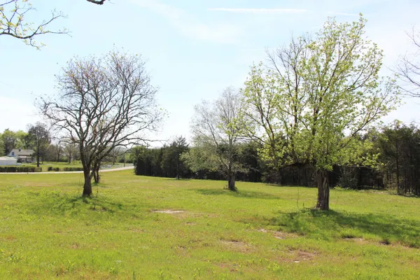 a view of a trees with a yard