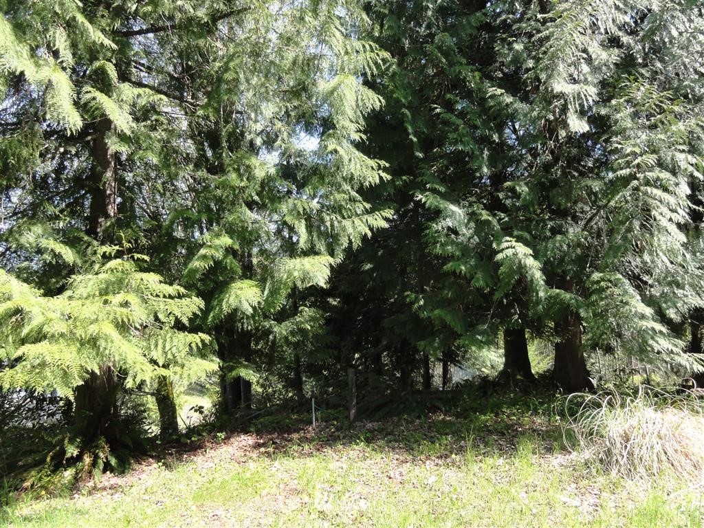 854 Cline Road Randle, WA 98377 - Photo 20 of 23 Gallery Image 20