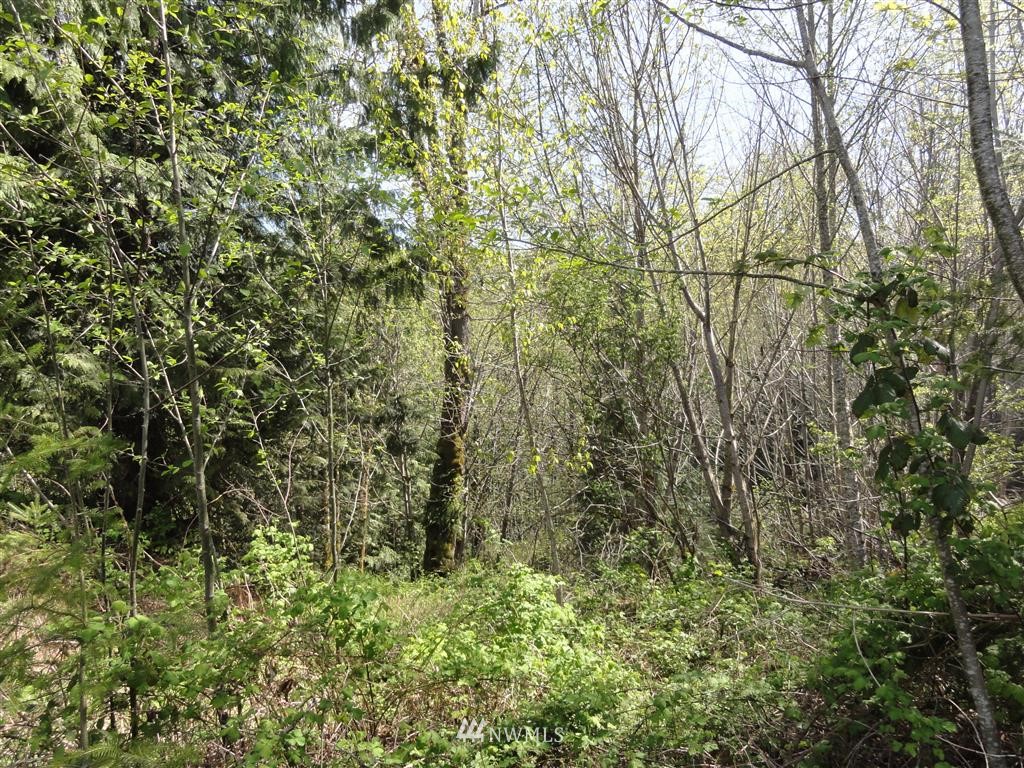 854 Cline Road Randle, WA 98377 - Photo 22 of 23 Gallery Image 22