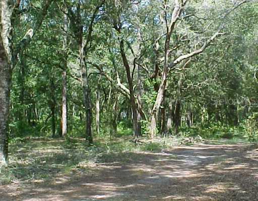 683 Cr Webster Webster, FL 33597 - Photo 1 of 1 a view of a trees with a trees