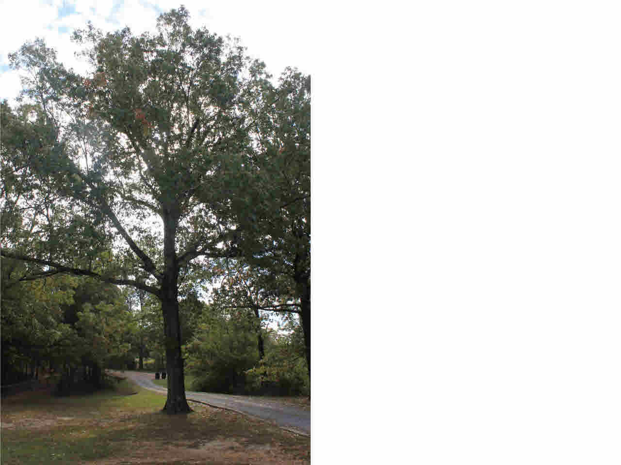 100 Oakdale Road Madison, MS 39110 - Photo 2 of 42 Photo 2