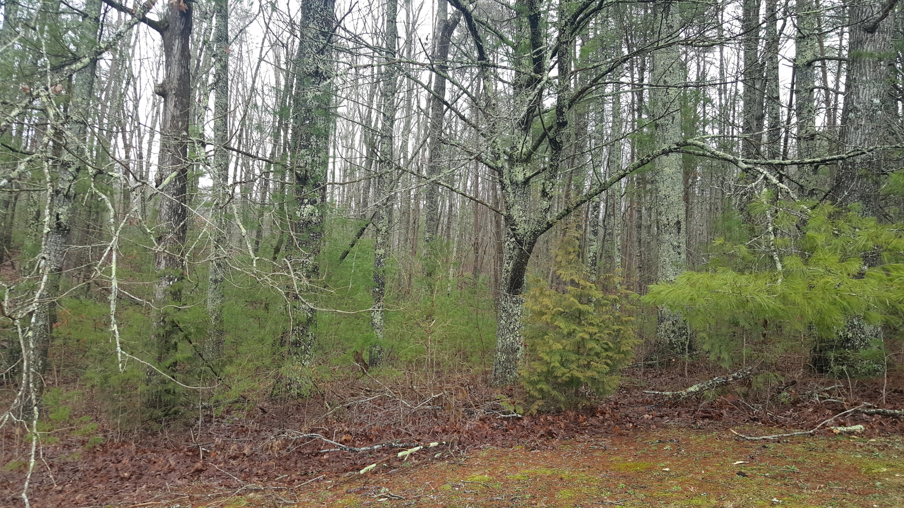 830 Epperson Road Tellico Plains, TN 37385 - Photo 11 of 19 20200212_123102
