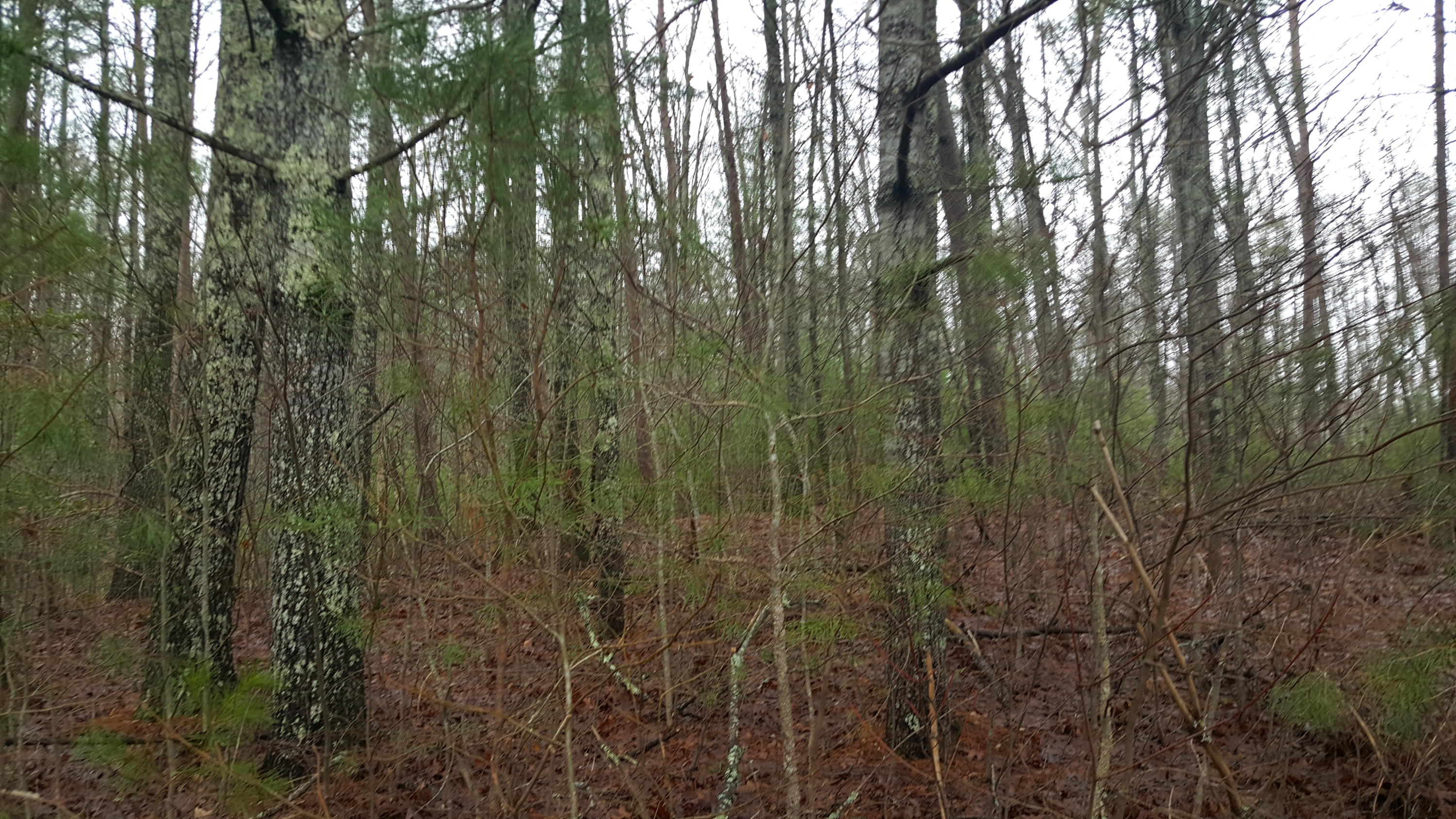 830 Epperson Road Tellico Plains, TN 37385 - Photo 14 of 19 20200212_123125