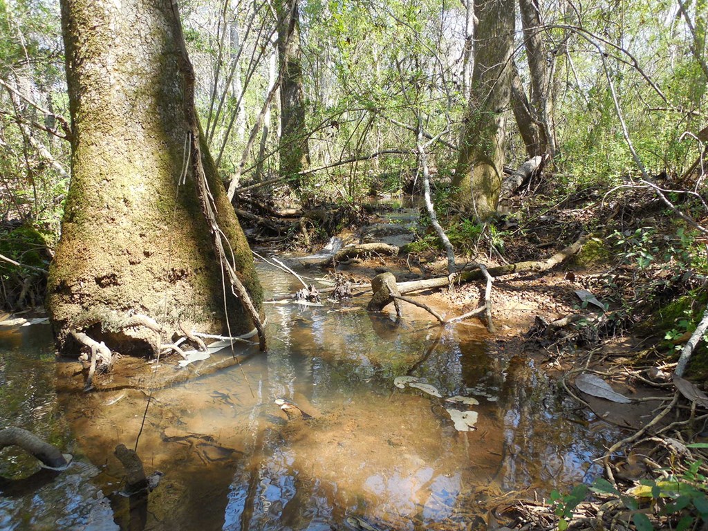 7.1-acres Cobb Road Dothan, AL 36301 - Photo 24 of 55