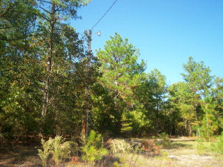 0 Mt Pleasant Road Ridge Spring, SC 29129 - Photo 1 of 1