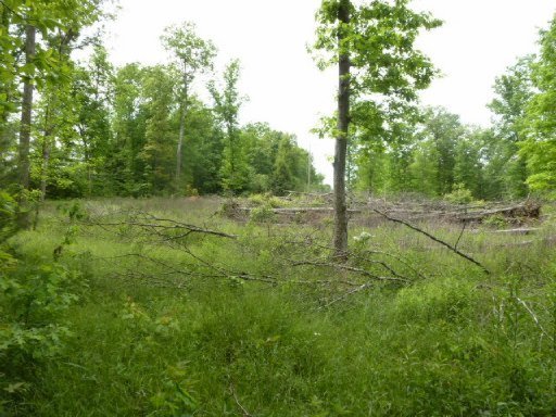 3533 Mt Helen Road Allardt, TN 38504 - Photo 11 of 37 Additional Photo