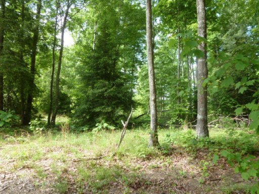 3533 Mt Helen Road Allardt, TN 38504 - Photo 14 of 37 Additional Photo