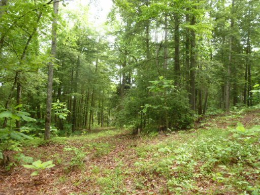 3533 Mt Helen Road Allardt, TN 38504 - Photo 17 of 37 Additional Photo