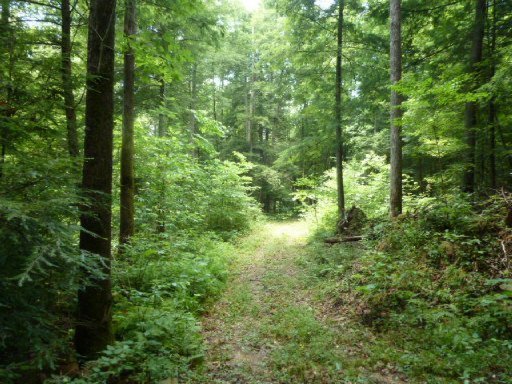 3533 Mt Helen Road Allardt, TN 38504 - Photo 23 of 37 Additional Photo
