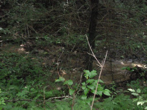 3533 Mt Helen Road Allardt, TN 38504 - Photo 28 of 37 Additional Photo