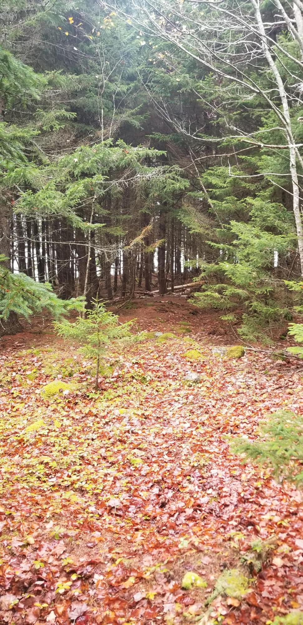 Lot 84 Windward Way Addison, ME 04606 - Photo 22 of 25 20201021_155532