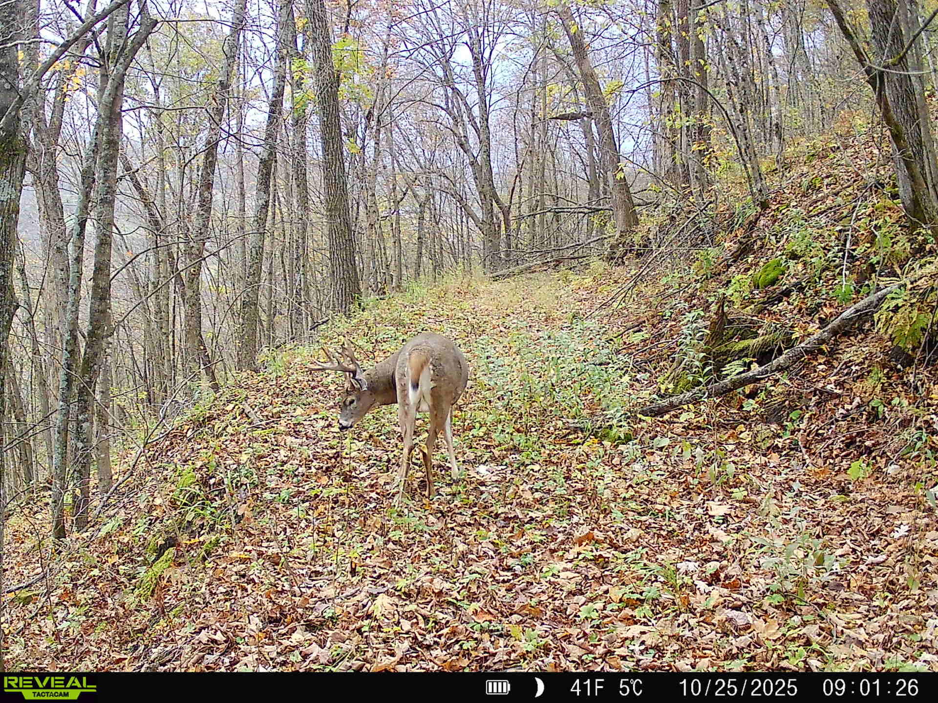 14096 Turben Ridge Road Clayton, WI 54655 - Photo 38 of 66 29