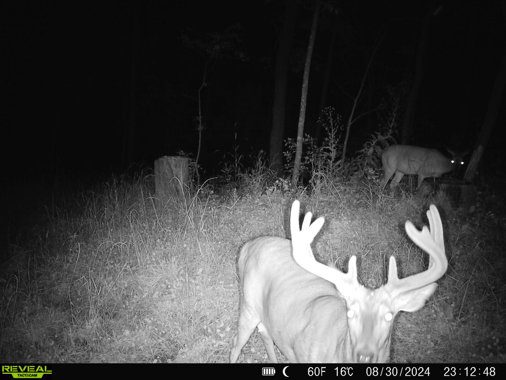 14096 Turben Ridge Road Clayton, WI 54655 - Photo 43 of 59 38