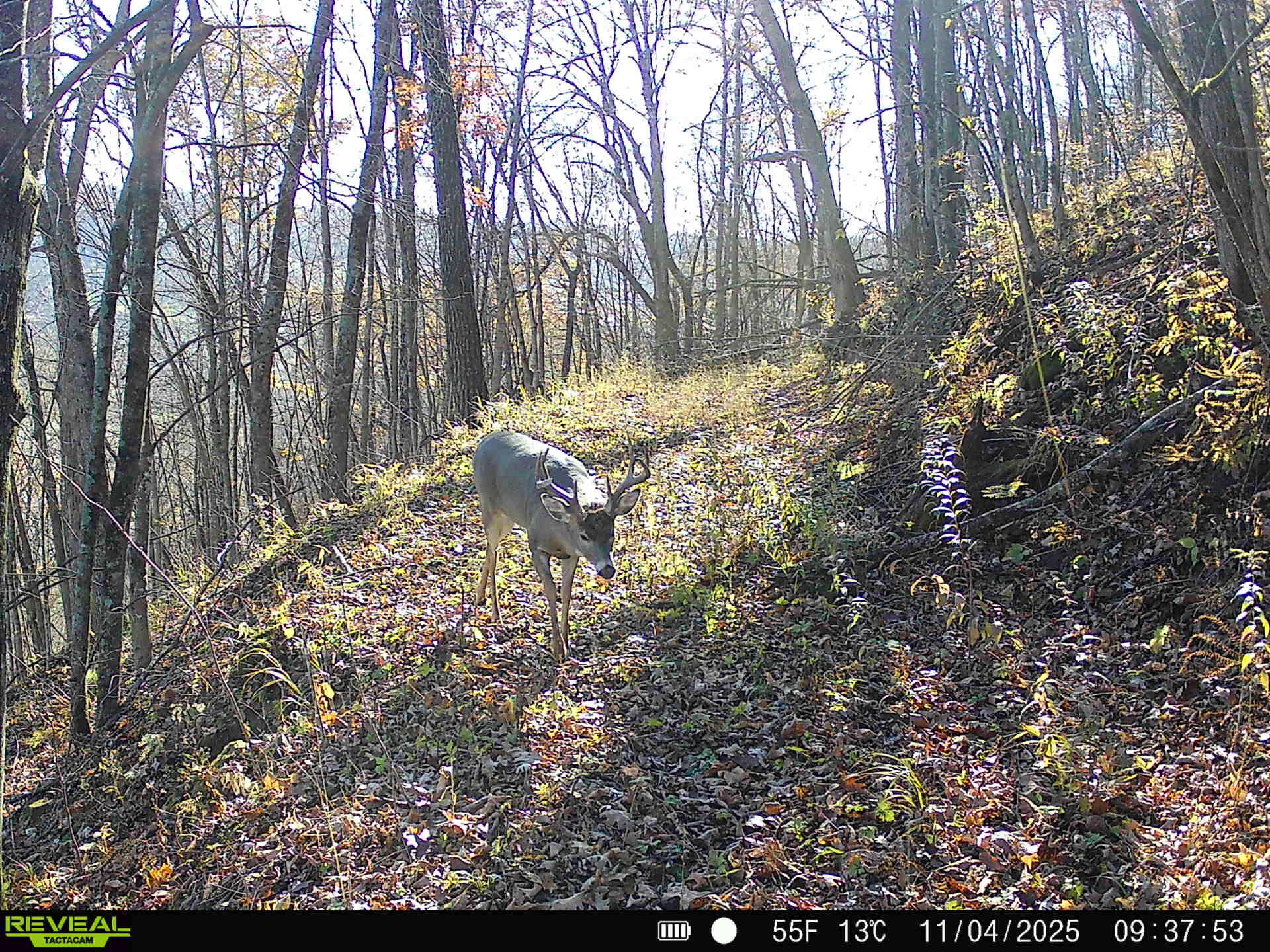 14096 Turben Ridge Road Clayton, WI 54655 - Photo 55 of 66 45