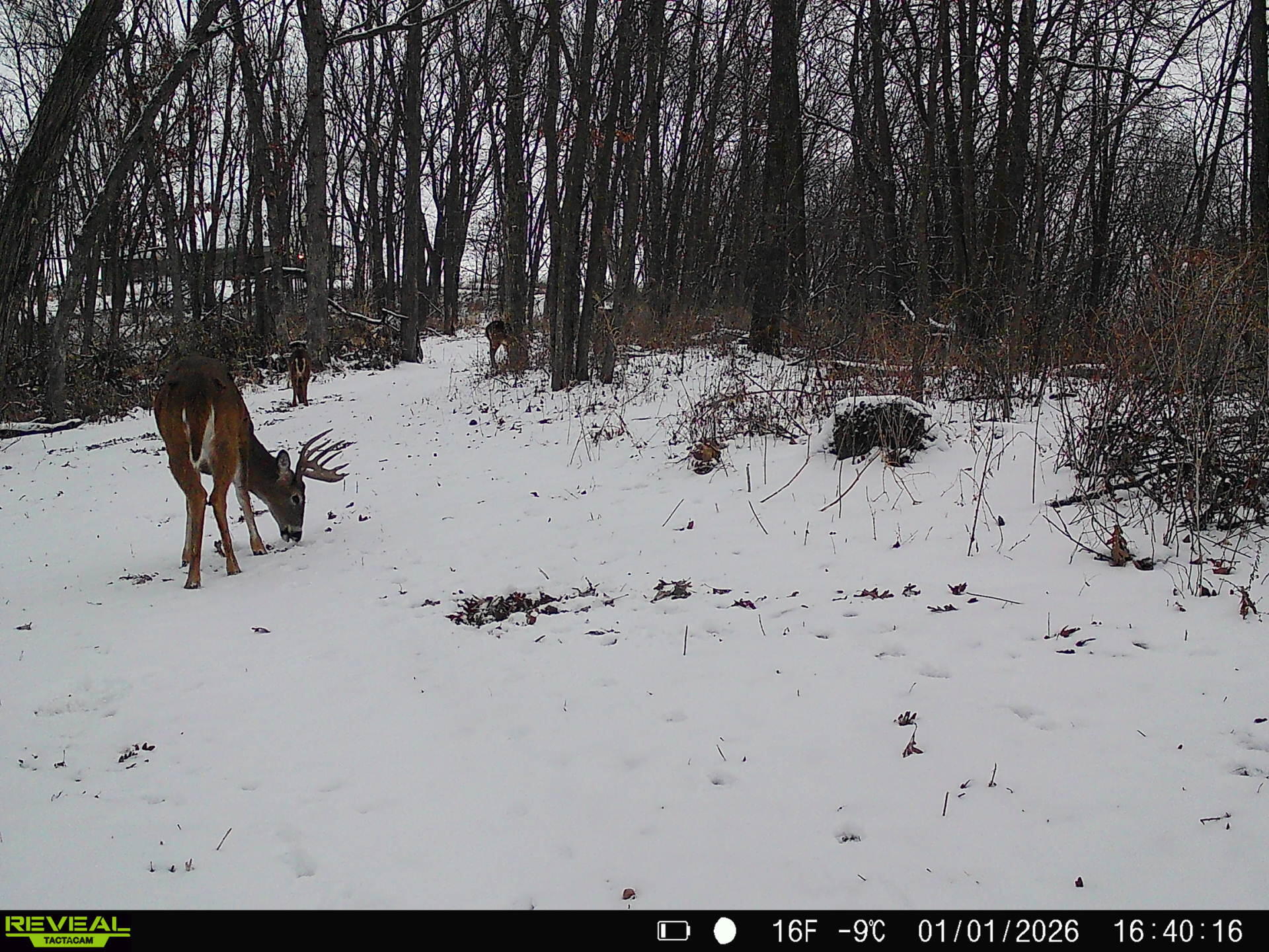 14096 Turben Ridge Road Clayton, WI 54655 - Photo 59 of 66 1000030617