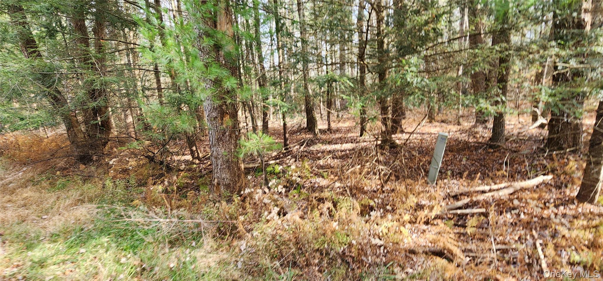 0 Mongaup Road Monticello, NY 12701 - Photo 2 of 7 a view of covered with trees