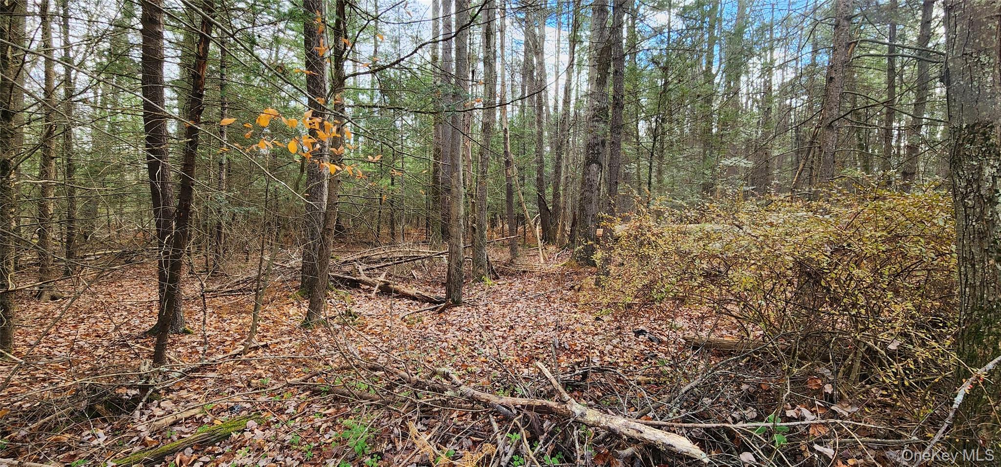 0 Mongaup Road Monticello, NY 12701 - Photo 3 of 7 a backyard of a house with lots of green space