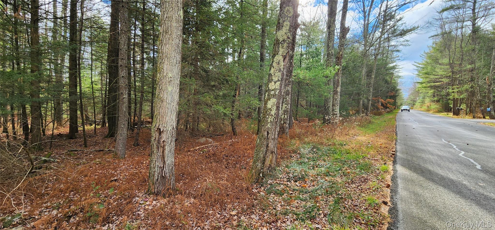 0 Mongaup Road Monticello, NY 12701 - Photo 4 of 7 a view of a forest that has large trees