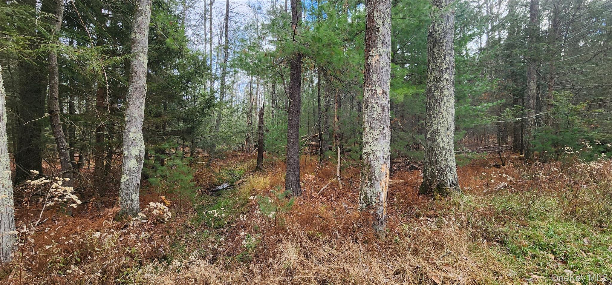 0 Mongaup Road Monticello, NY 12701 - Photo 5 of 7 a view of a forest with lots of trees