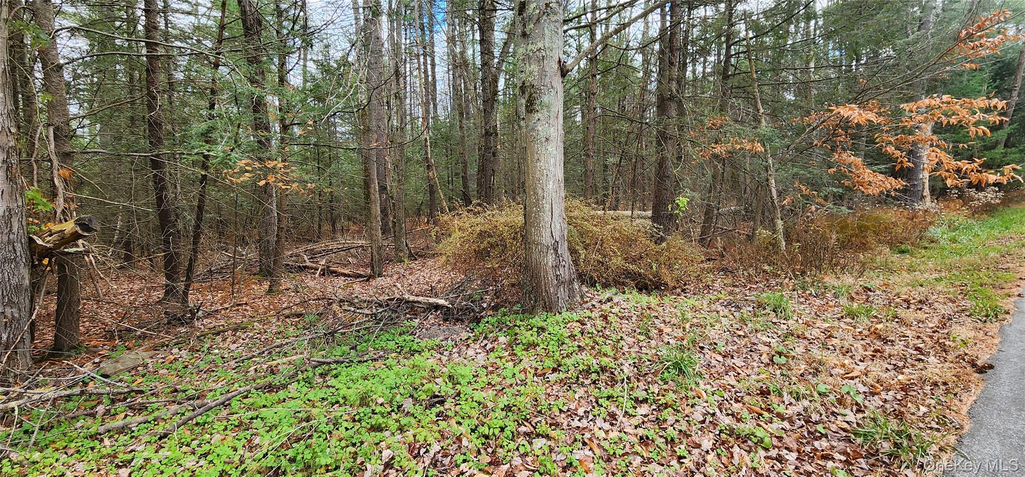0 Mongaup Road Monticello, NY 12701 - Photo 6 of 7 a view of a forest filled with trees