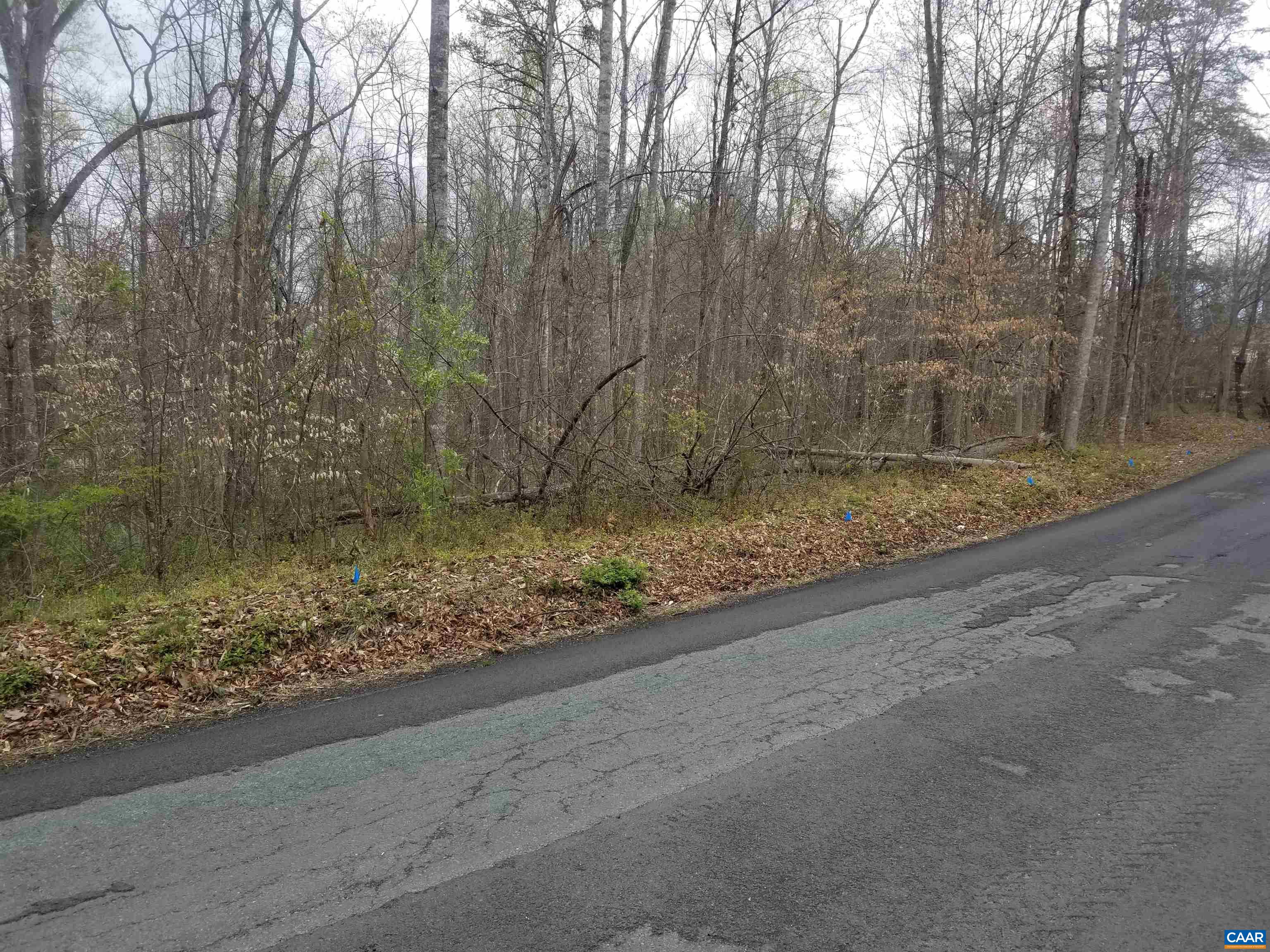 Three Old Three Notch'd Road Charlottesville, VA 22901 - Photo 3 of 24 a view of a forest filled with trees