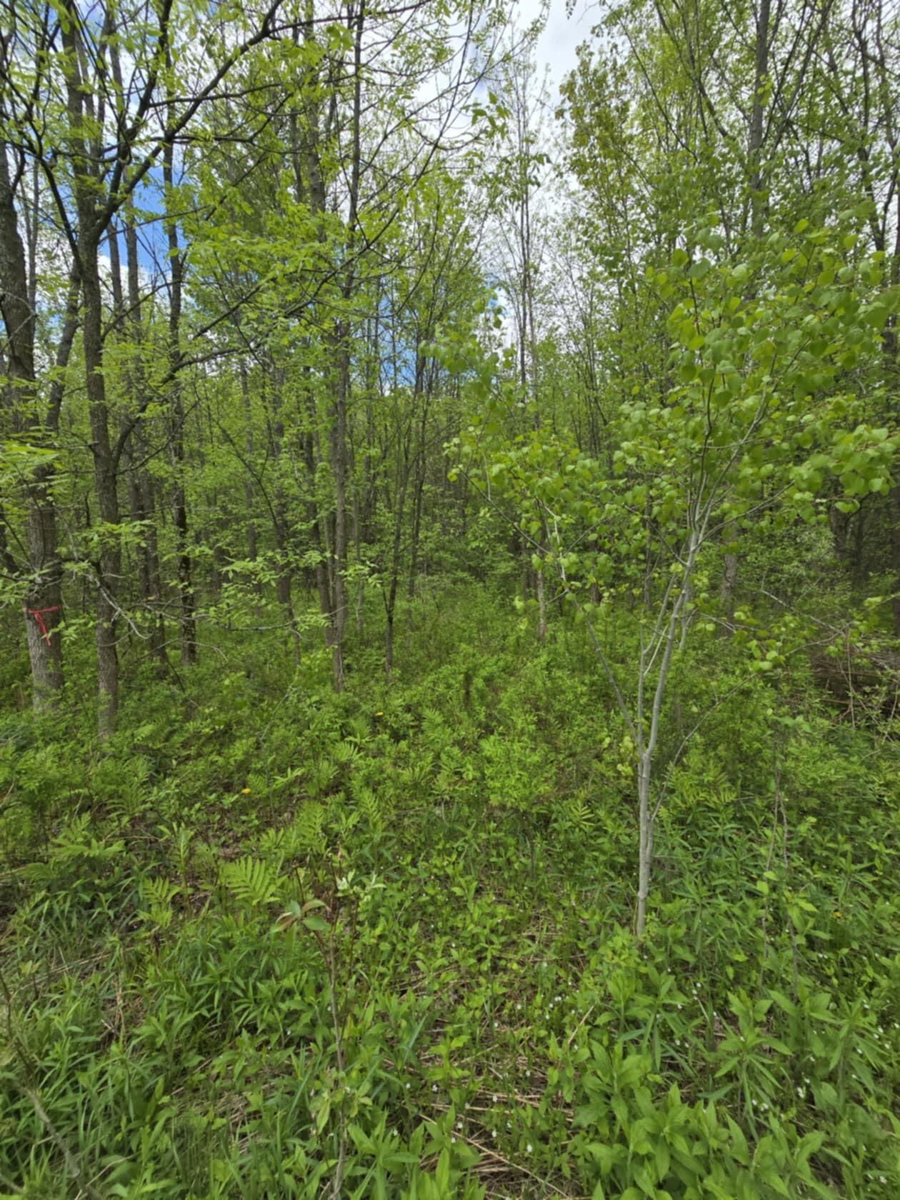 0 Broad Road Brushton, NY 12916 - Photo 7 of 9 g